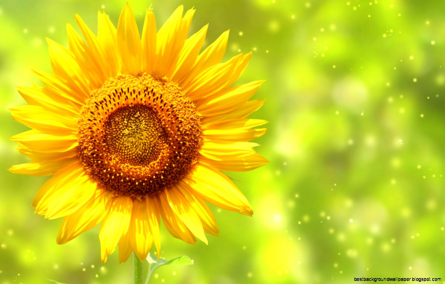 Lovely Sunflowers Wallpaper HD Images New Lovely Sunflowers Wallpaper HD Images New