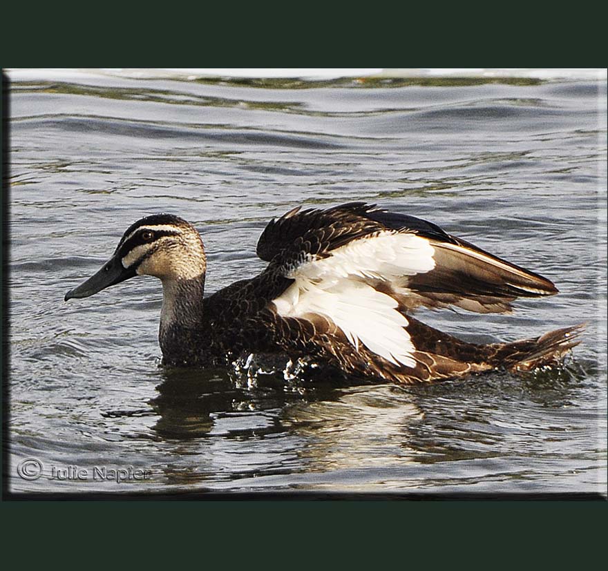 Pacific Black Duck Plumage