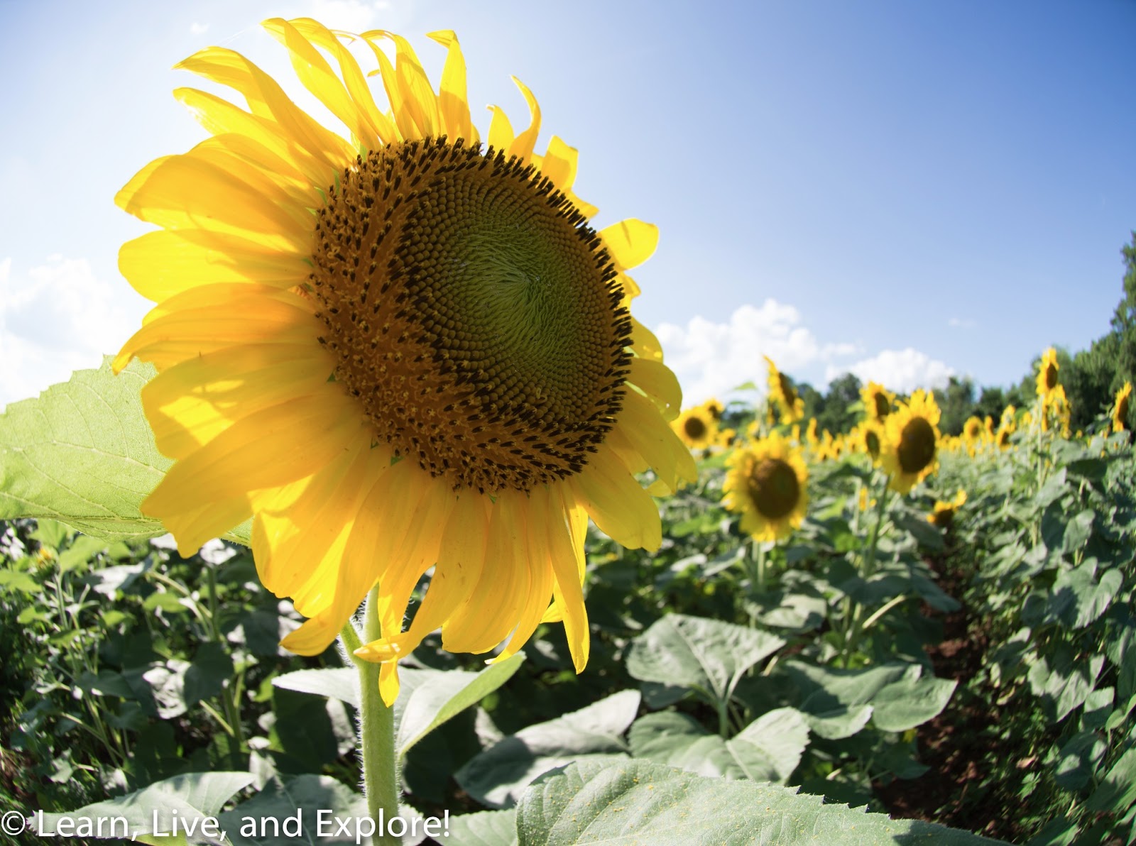 Sunflower Fields of Maryland Learn, Live, and Explore!