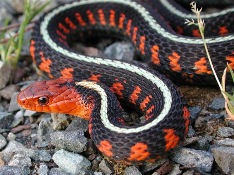 red racer snake red racer snake