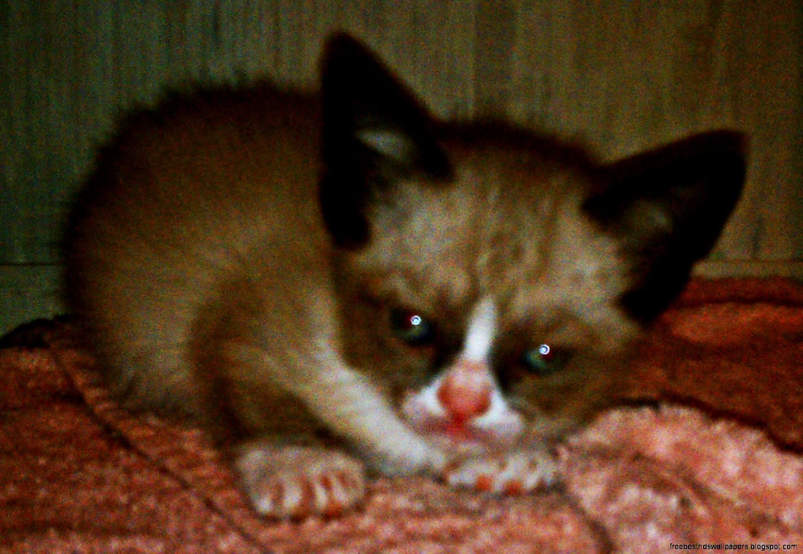 Grumpy Cat as Kitten Grumpy Cat as Kitten