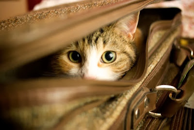 Cat in a Suitcase