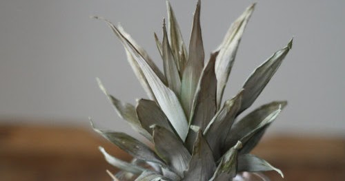 17 Apart: How To: Plant & Grow a Pineapple Top