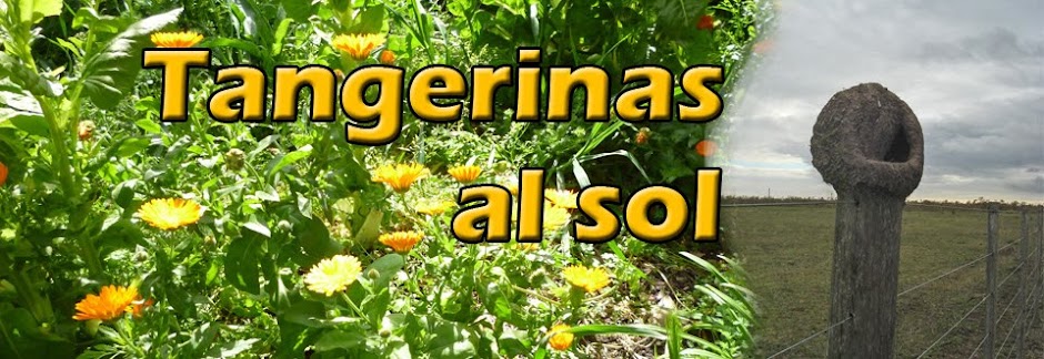 Tangerinas al Sol