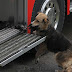 Salvó de un incendio a sus cinco cachorros y los dejó en carro de bomberos (Foto)
