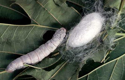 silkworm silk worm silkworms chinese sericulture farming production rearing india region worms made