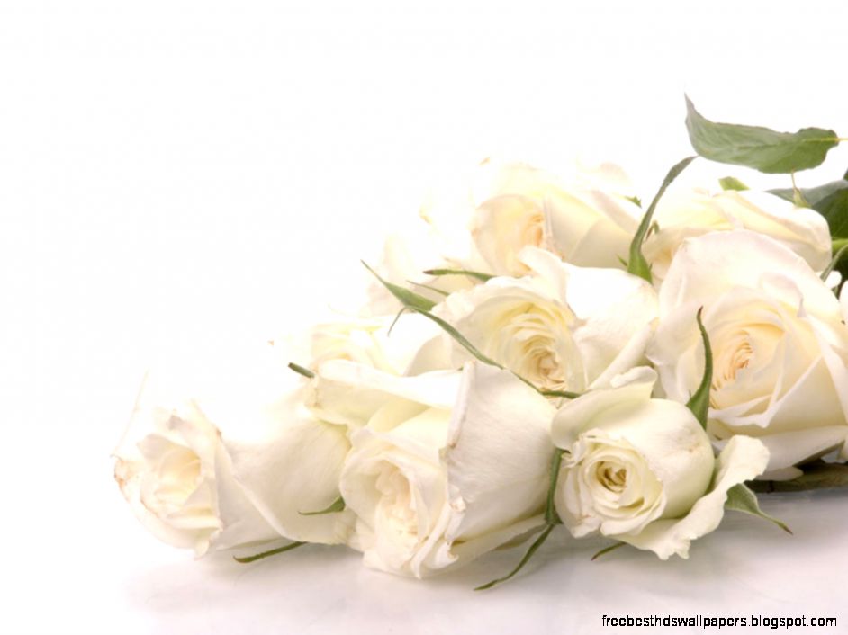 White Rose Wallpapers HD Wallpapers Lovely White Rose Wallpapers HD Wallpapers Lovely