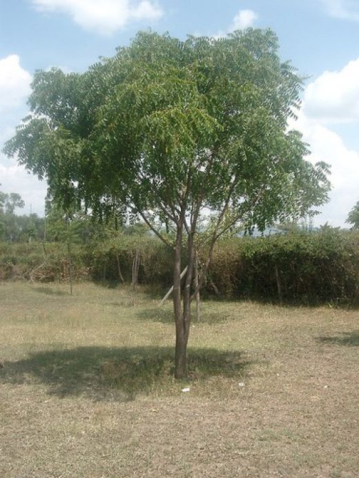 Get Much Information Neem Tree, Leaves & Fruits
