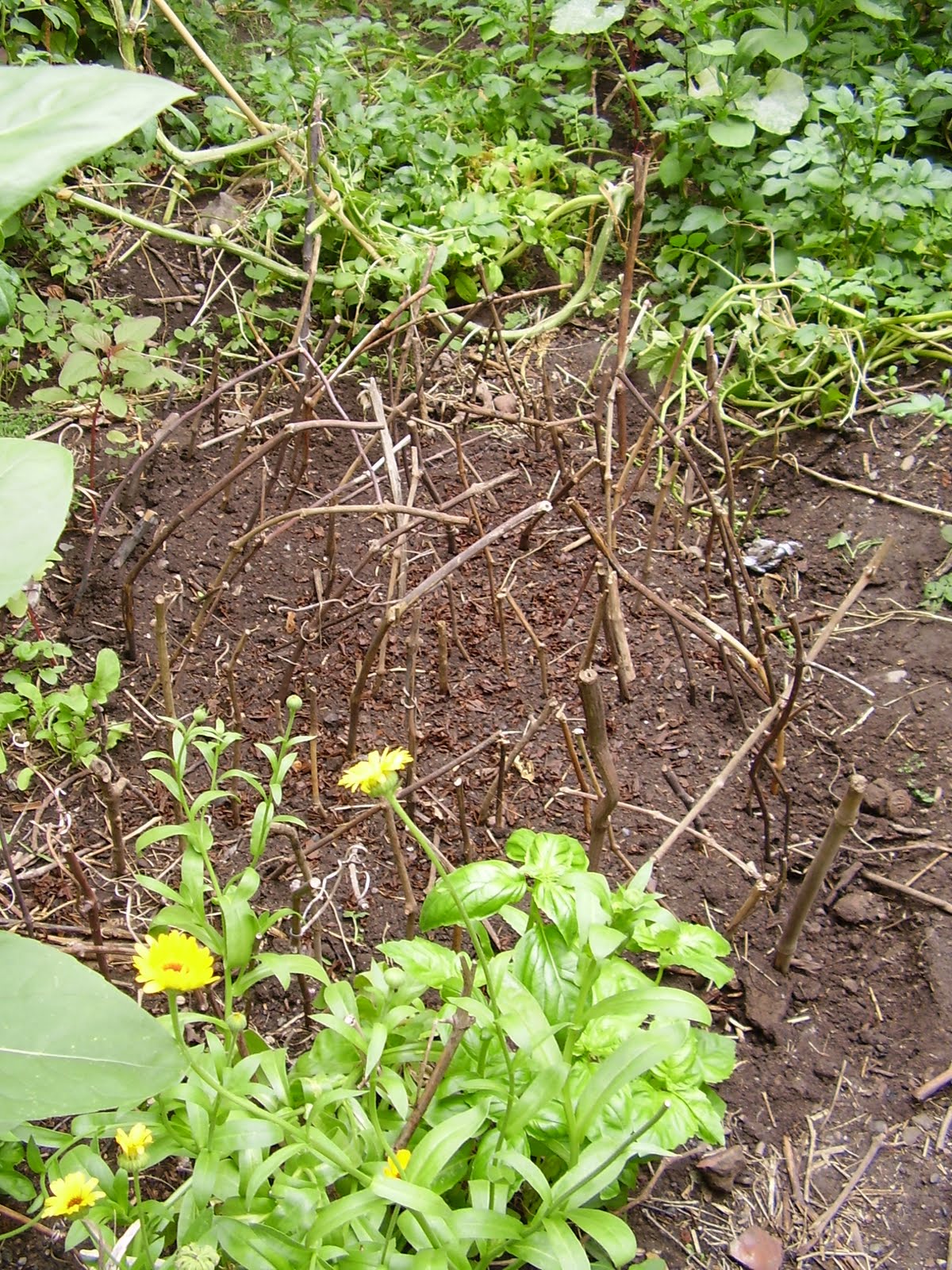 Mi Mano de Yeso: Día de la Tierra