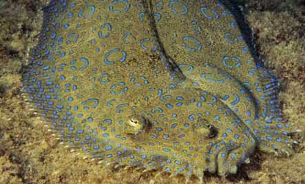 flat faced ocean fish flat faced ocean fish