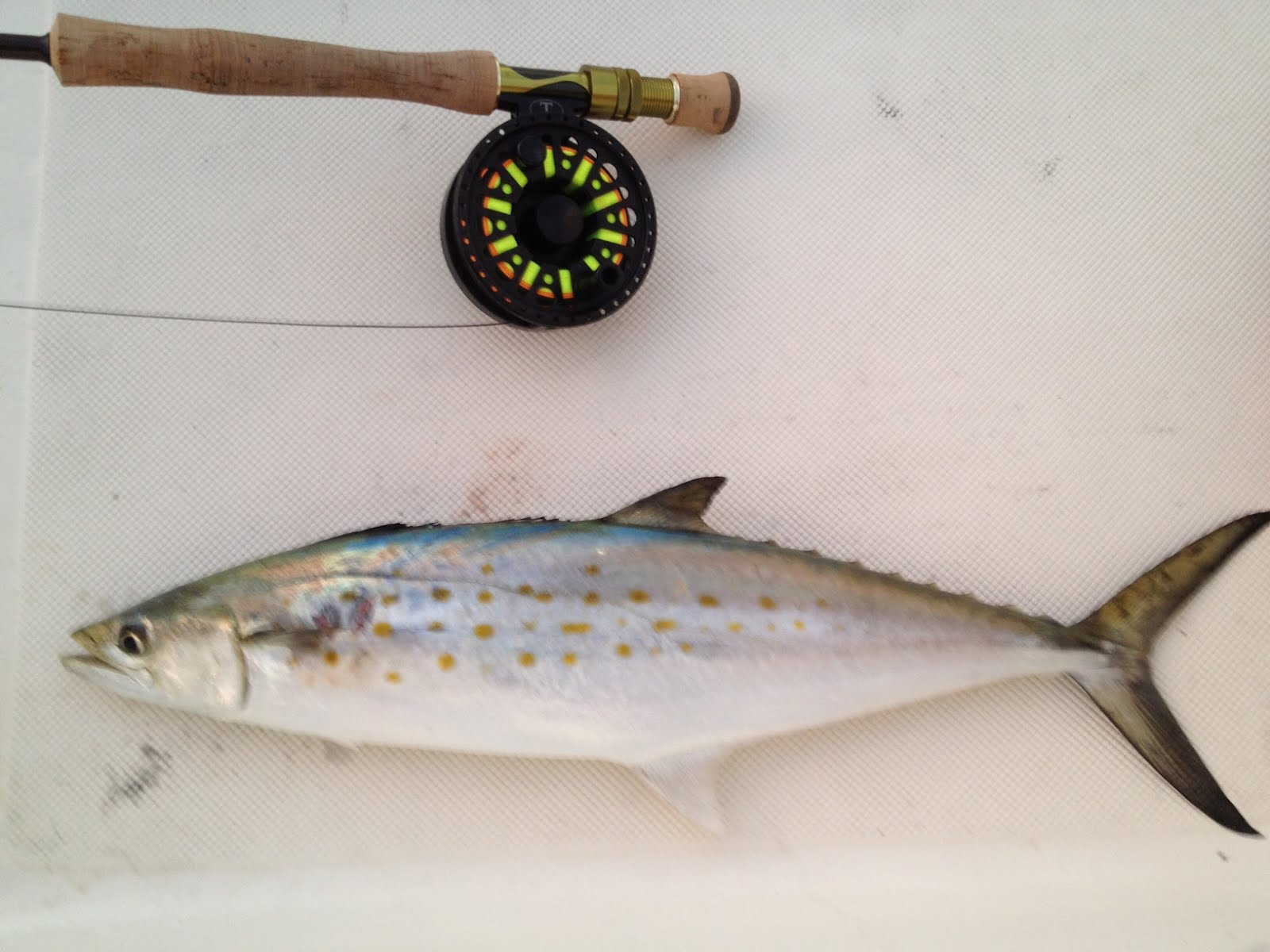 Jersey Cape Guide Service Spanish Mackerel