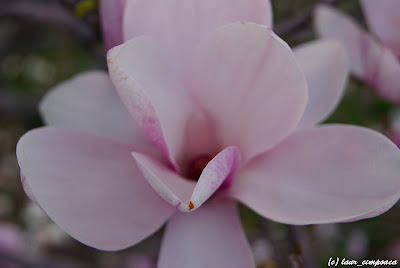 Magnolie Magnolia-soulangiana Tulpen-Magnolie Liliomfa beverboom