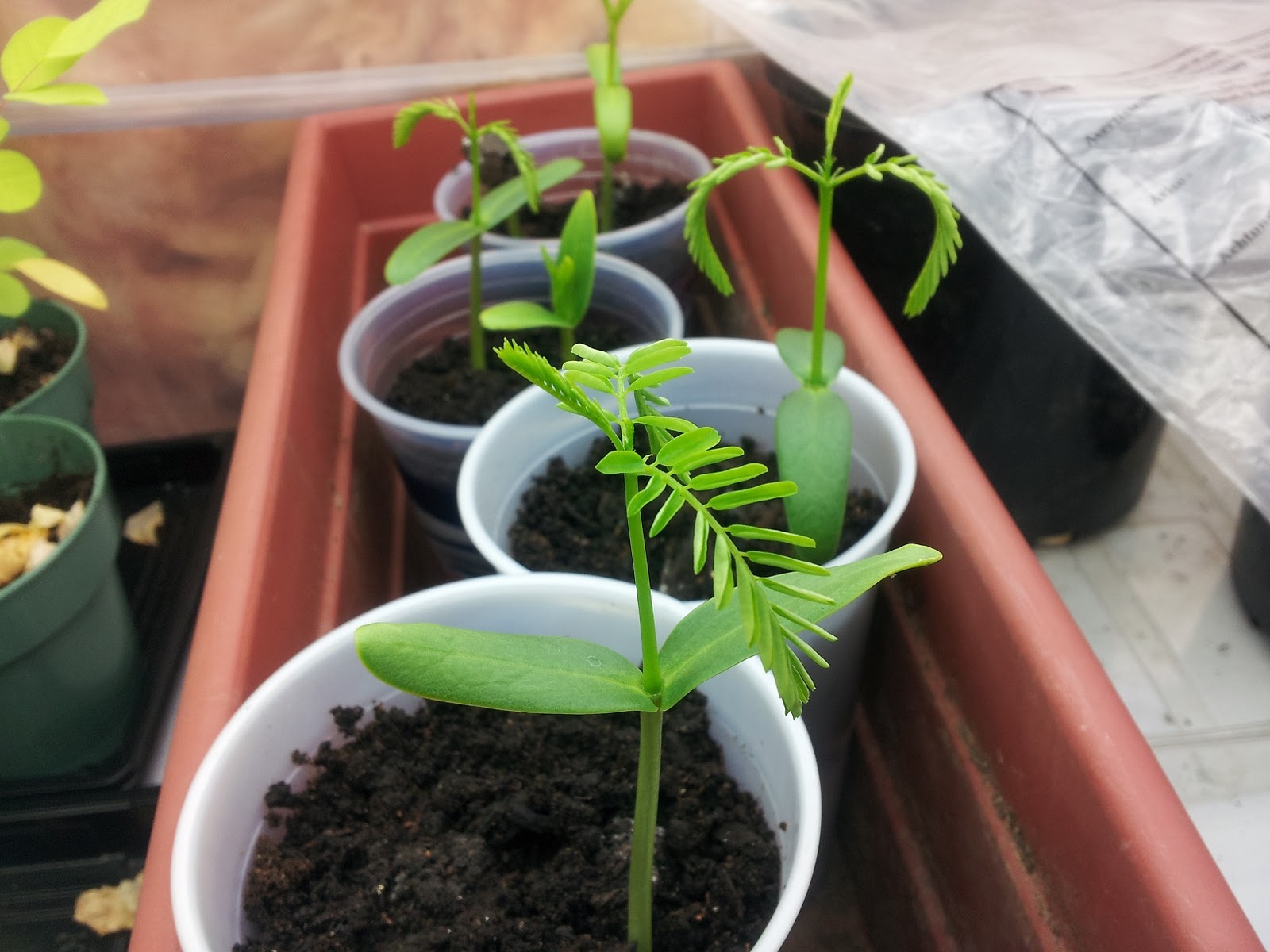 Plant Zone Seedlings!!! (Jacaranda, Schizolobium, Delonix)
