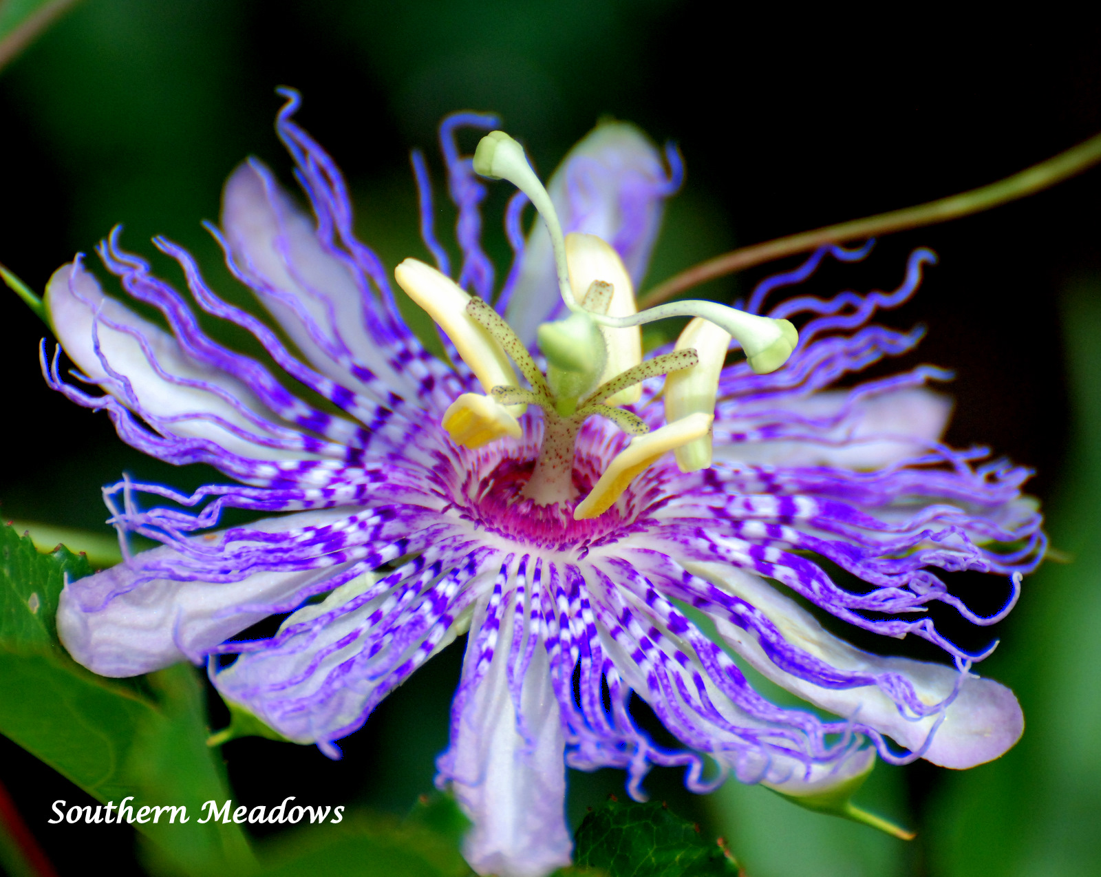 Southern Meadows September 2011