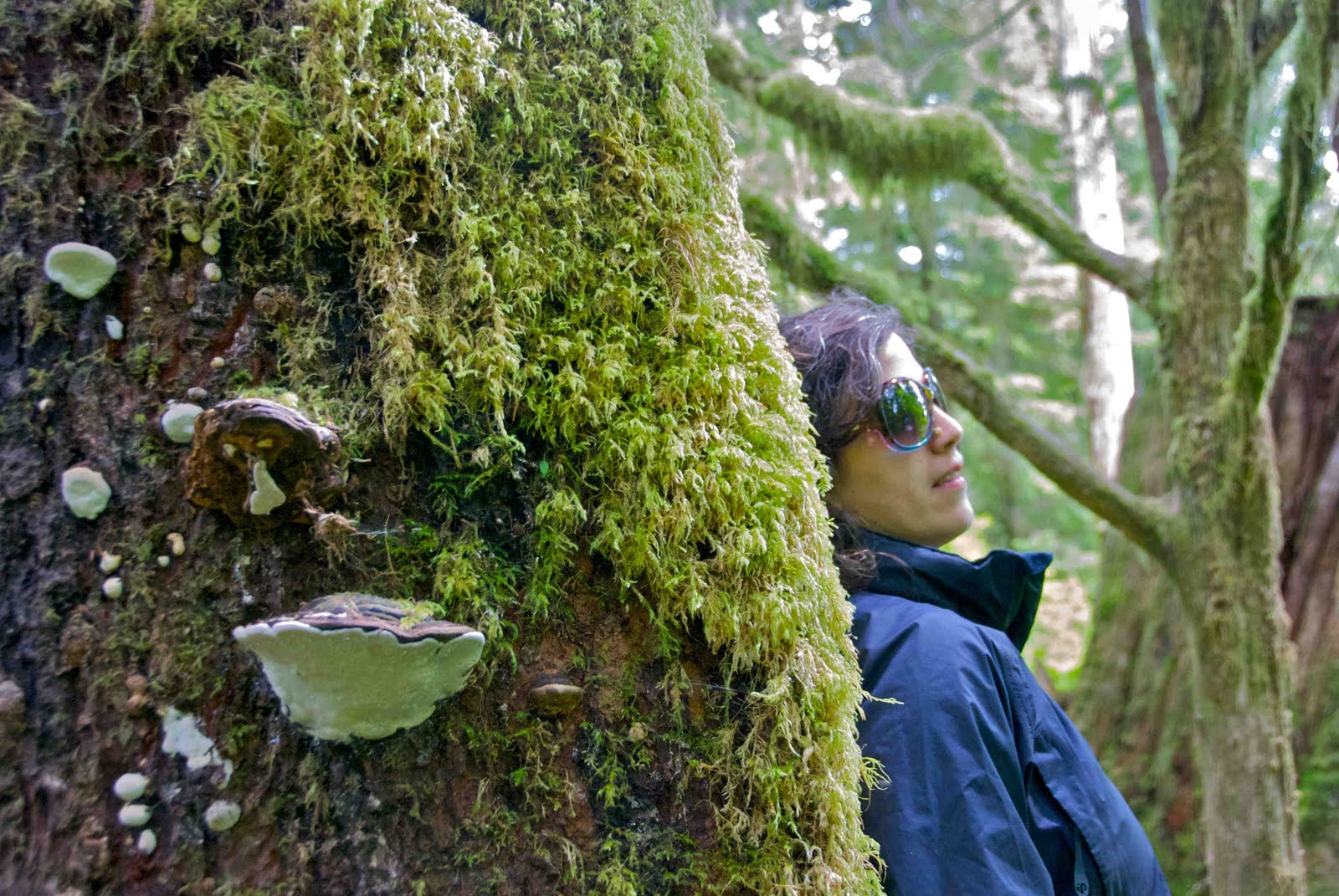 Eat Hike Sleep Repeat Canada's Largest Tree