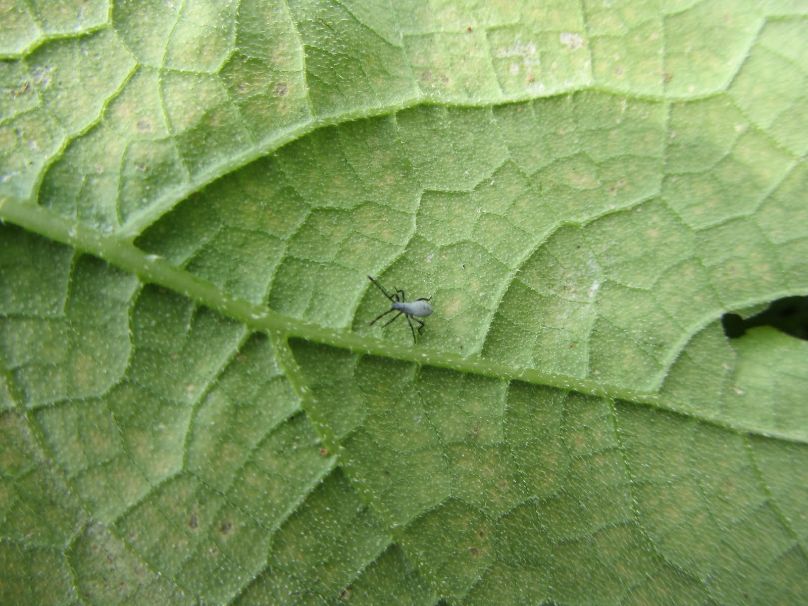 The Rusted Vegetable Garden