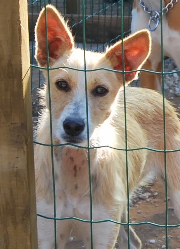 Hunde aus ZentralPortugal adoptieren Sidney