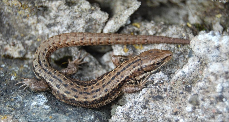 Garrique Cottage, Stirling Rare sighting of Scottish Lizard