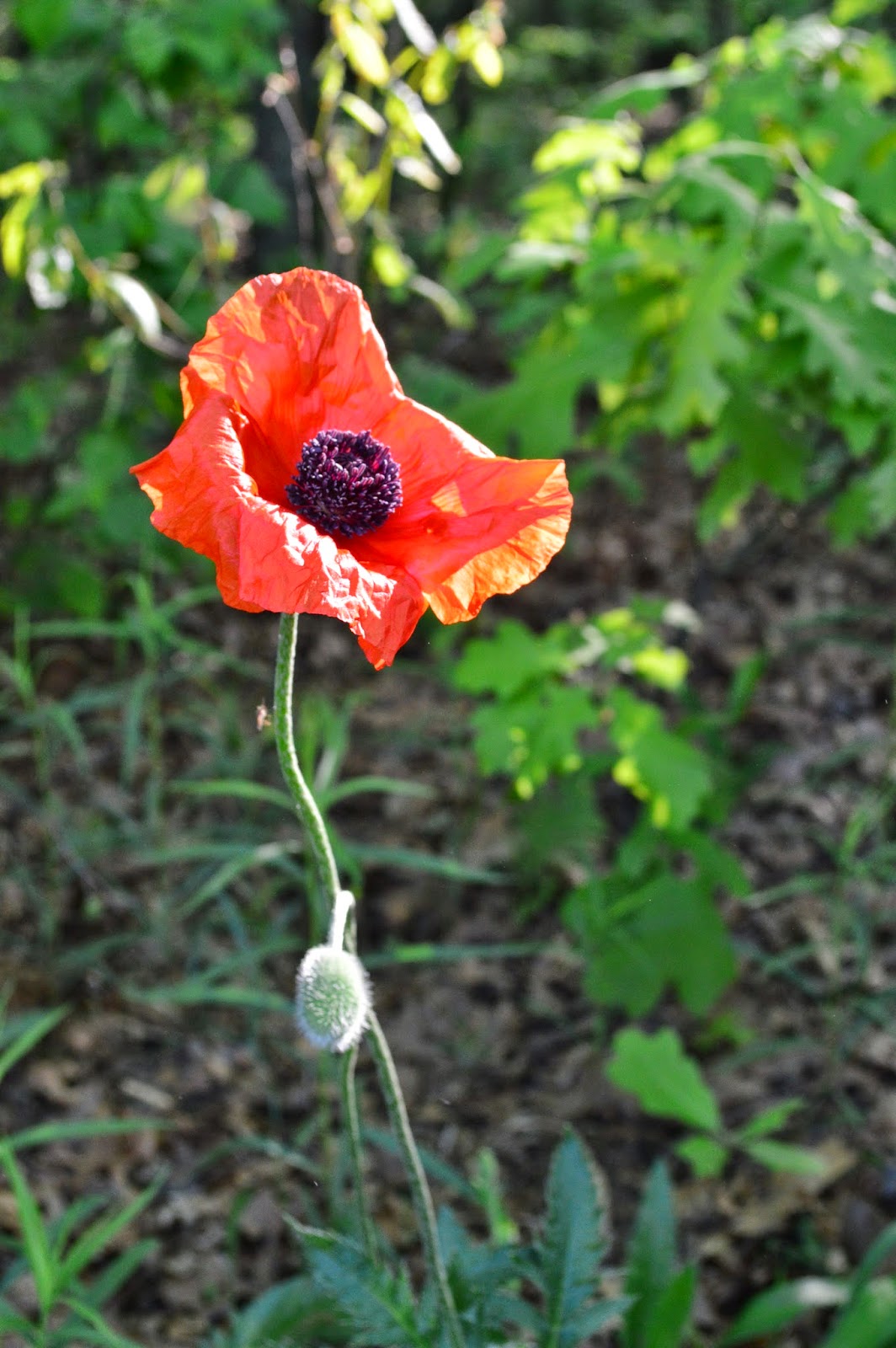 Free Range Family Farm late spring/ early summer