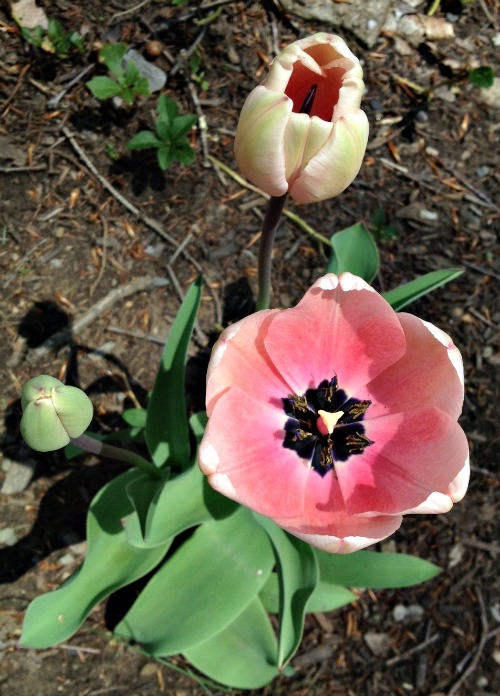 Three Tulips Content in a Cottage