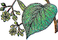 image Lime Tree aka Linden Tree heart-shaped leaf blossoms and seed pod on a stem