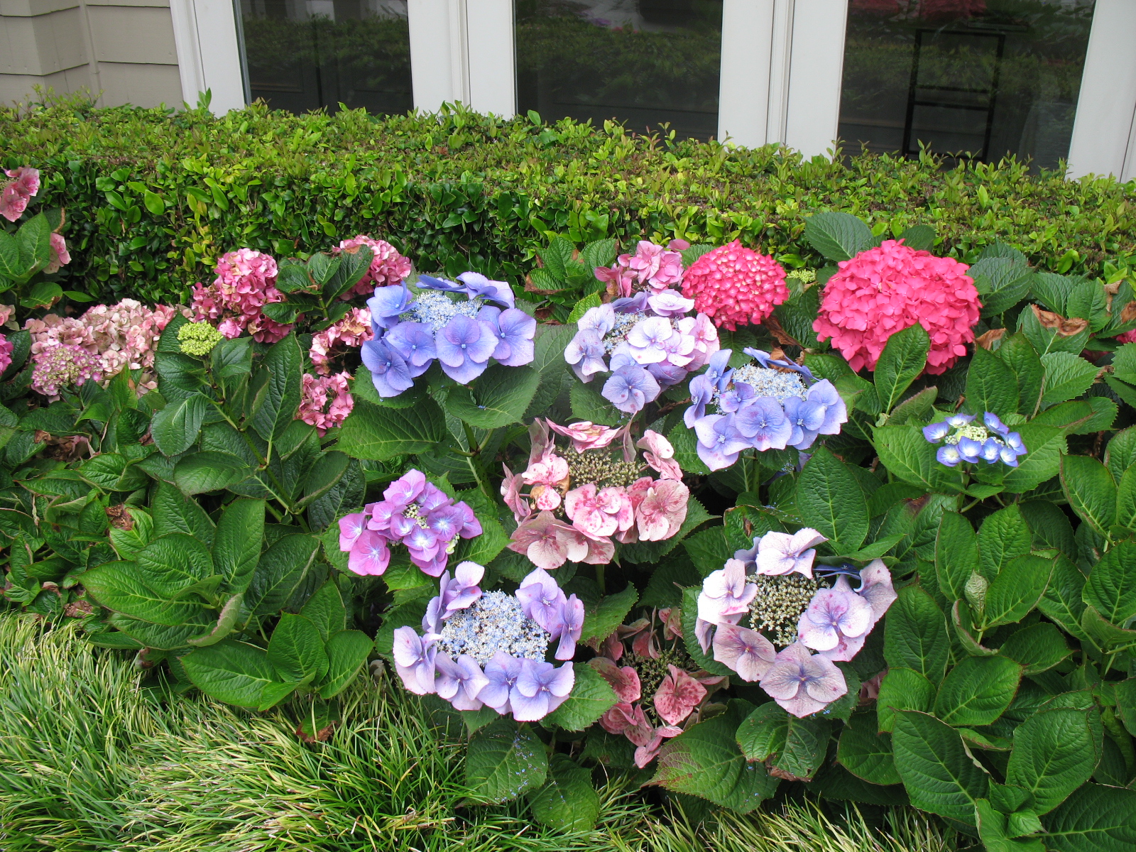 Miss Bloomers The Flowers of Northern California