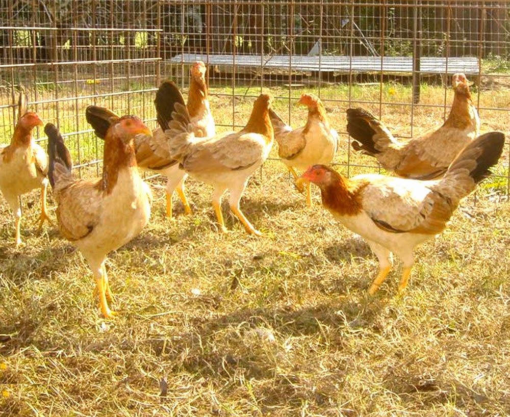 How to Identify Roosters From The Pullet? Modern Farming Methods