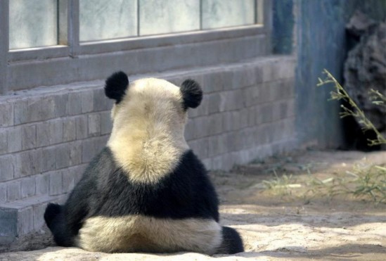 Funny Animals Pandas