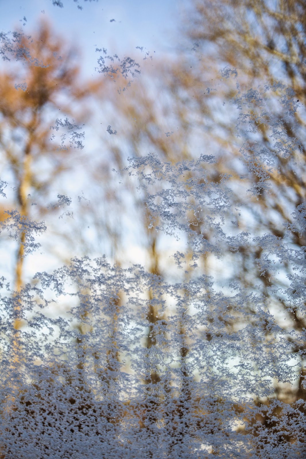 Gwiazdka w Puszczy - Ania w Podróży