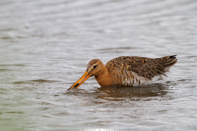 Grutto - Black-tailed Godwit - Limosa limosa