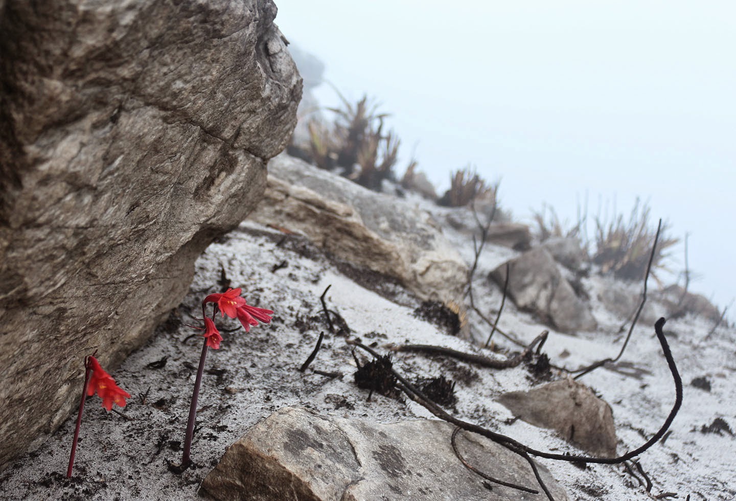 66 Square Feet (Plus) Bloom first, ask questions later