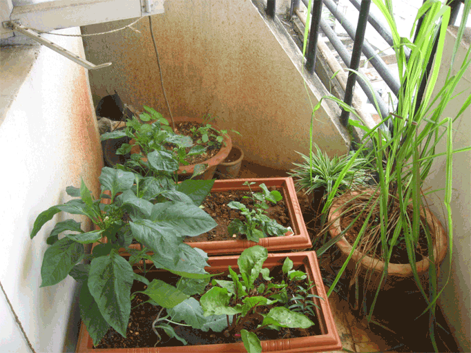balcony gardening