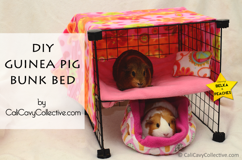 Cali Cavy Collective a blog about all things guinea pig 13 Popular