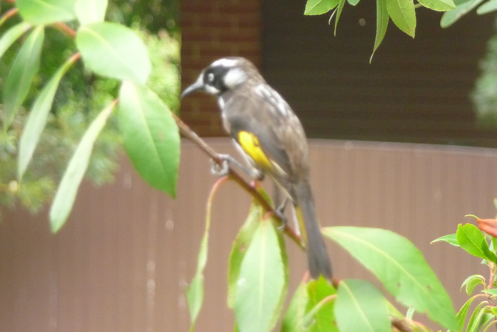 On the Road Again Tea Tree Gully, South Australia
