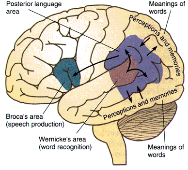 Broca Area