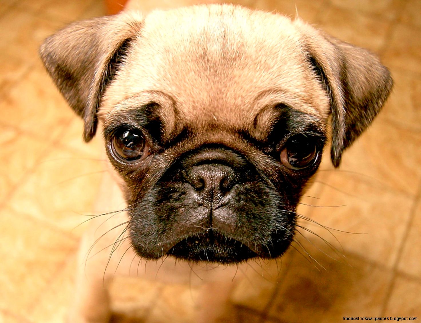 Pug Puppies Pug Puppies