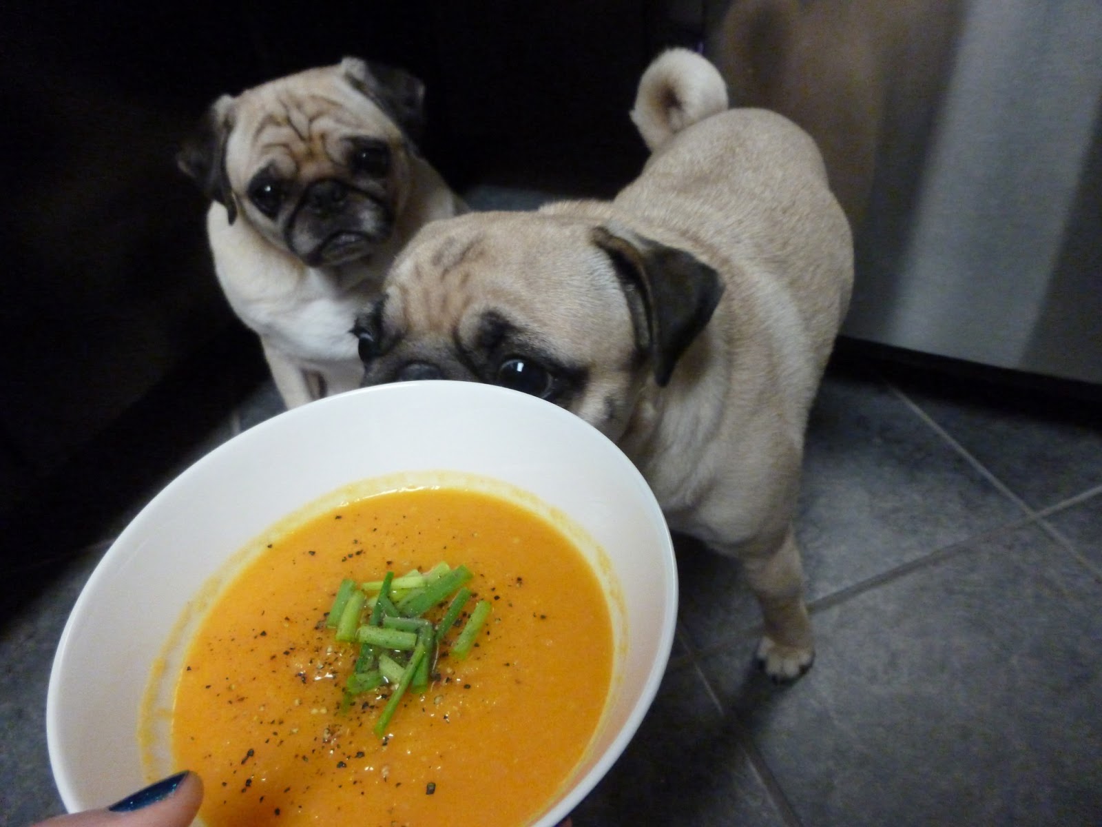 Grubbin' Pugs Butternut, Ginger, and Shallots Soup