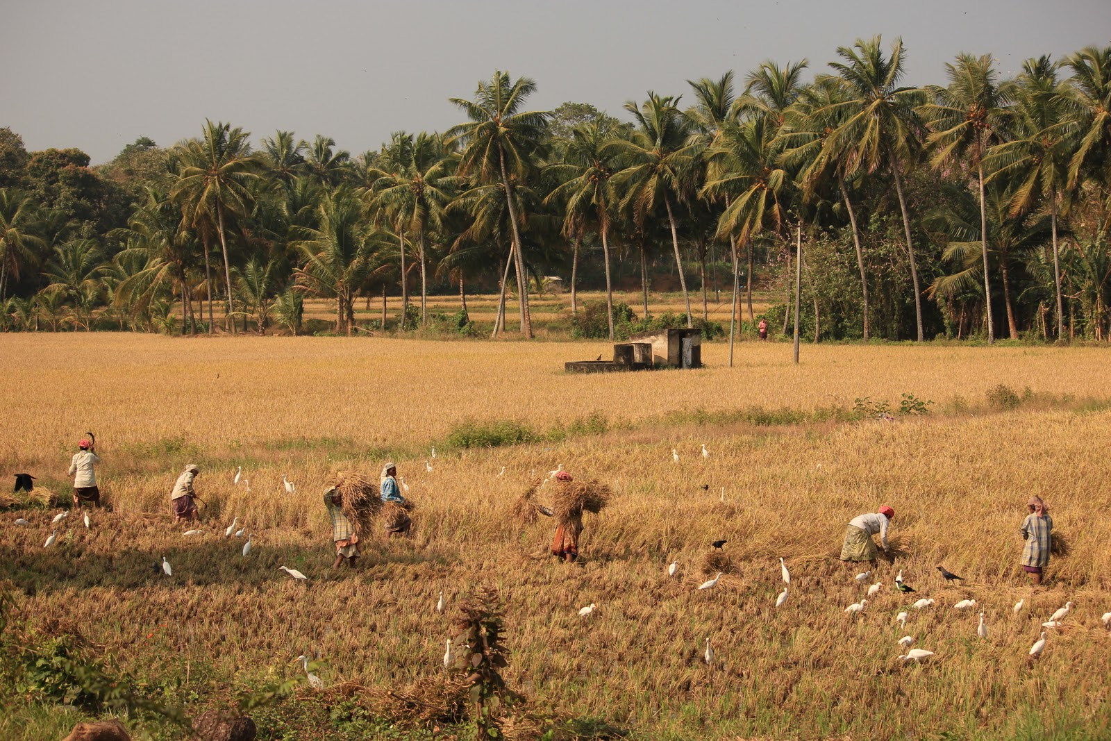 kerala2dolist Palakkad is totally different from Kochi and this
