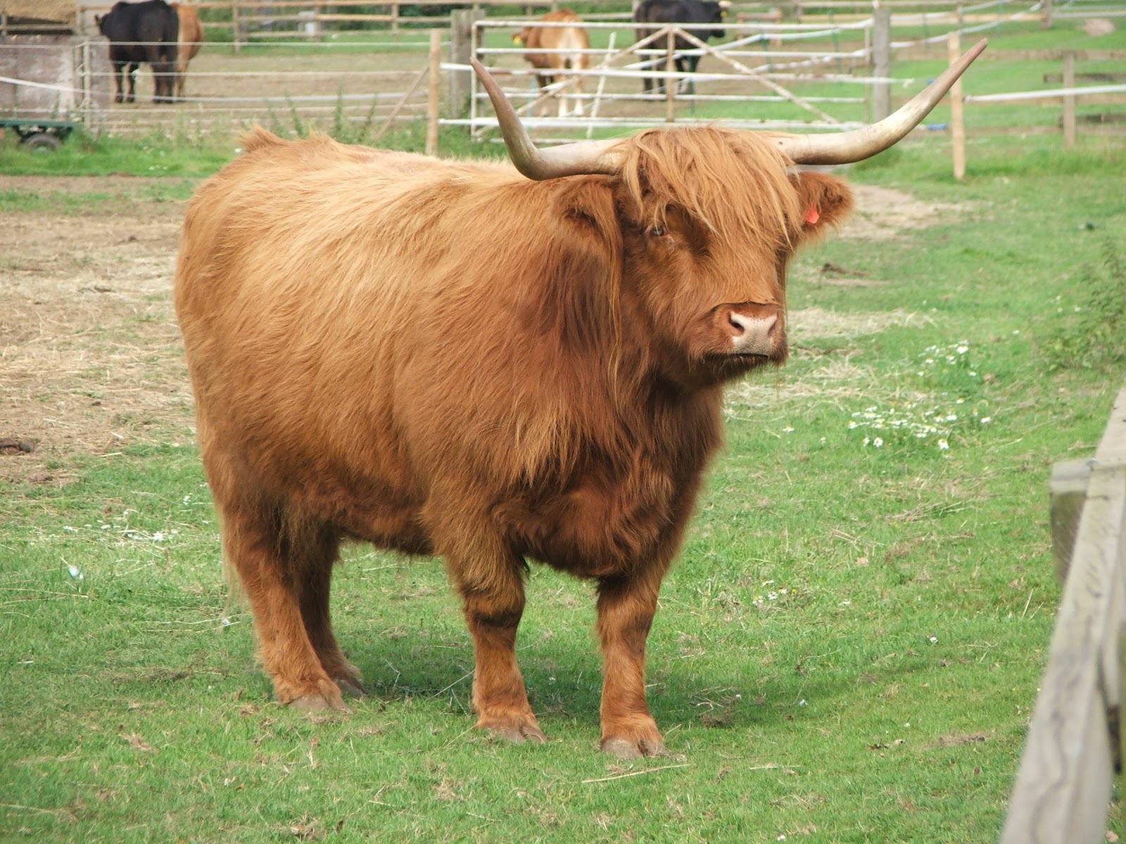 my VegaNation Why Vegans don't wear Leather and Vegetarians Shouldn't..