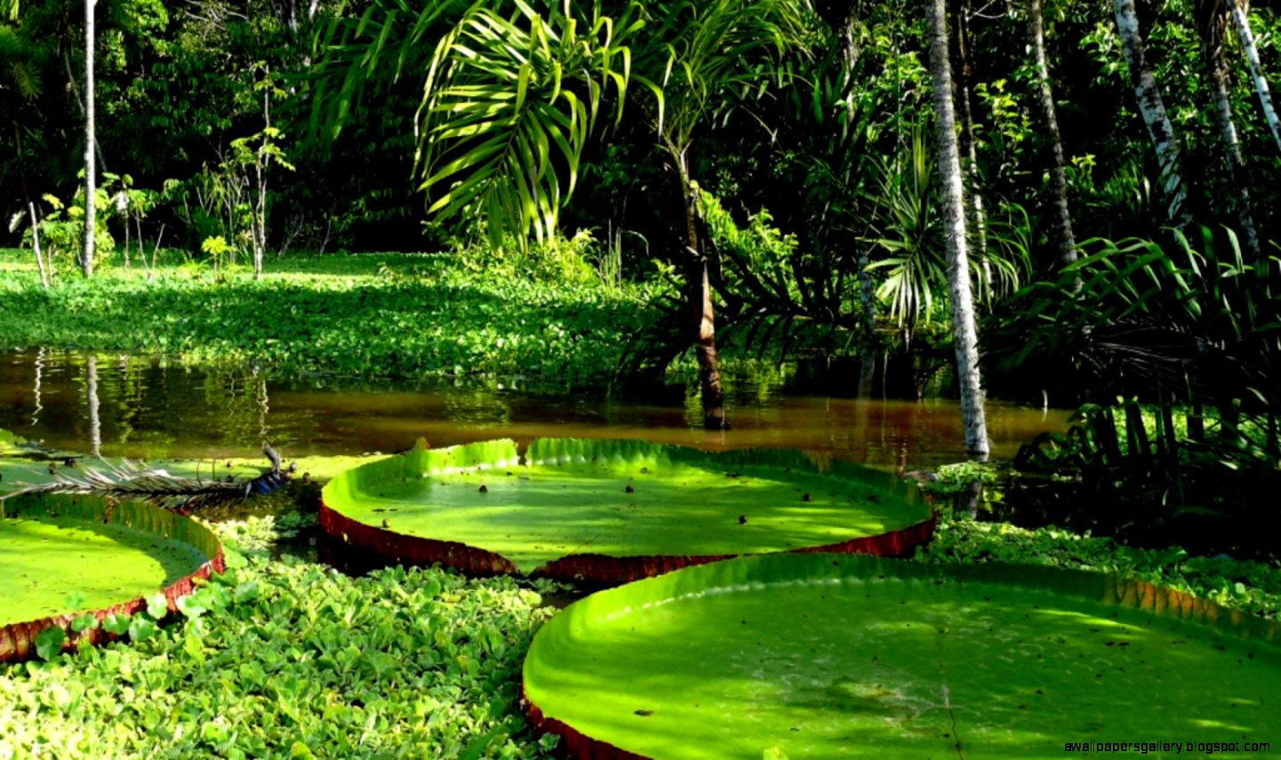 Amazon Rainforest Plants And Trees Wallpapers Gallery