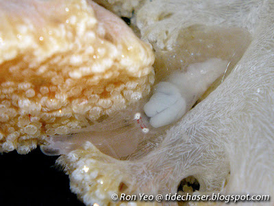 Commensal Snapping Shrimps (Synalpheus sp.)