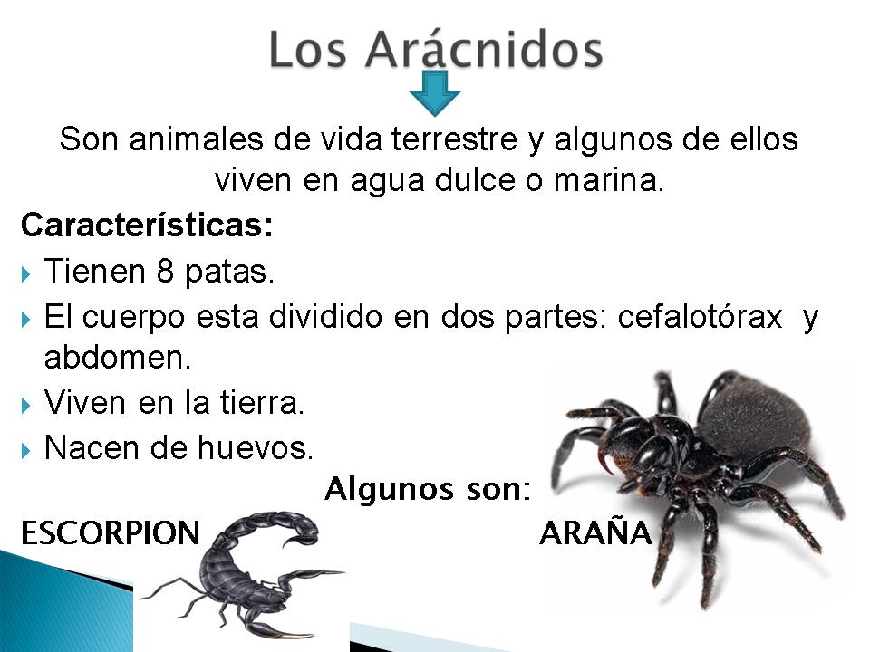 Animales Invertebrados