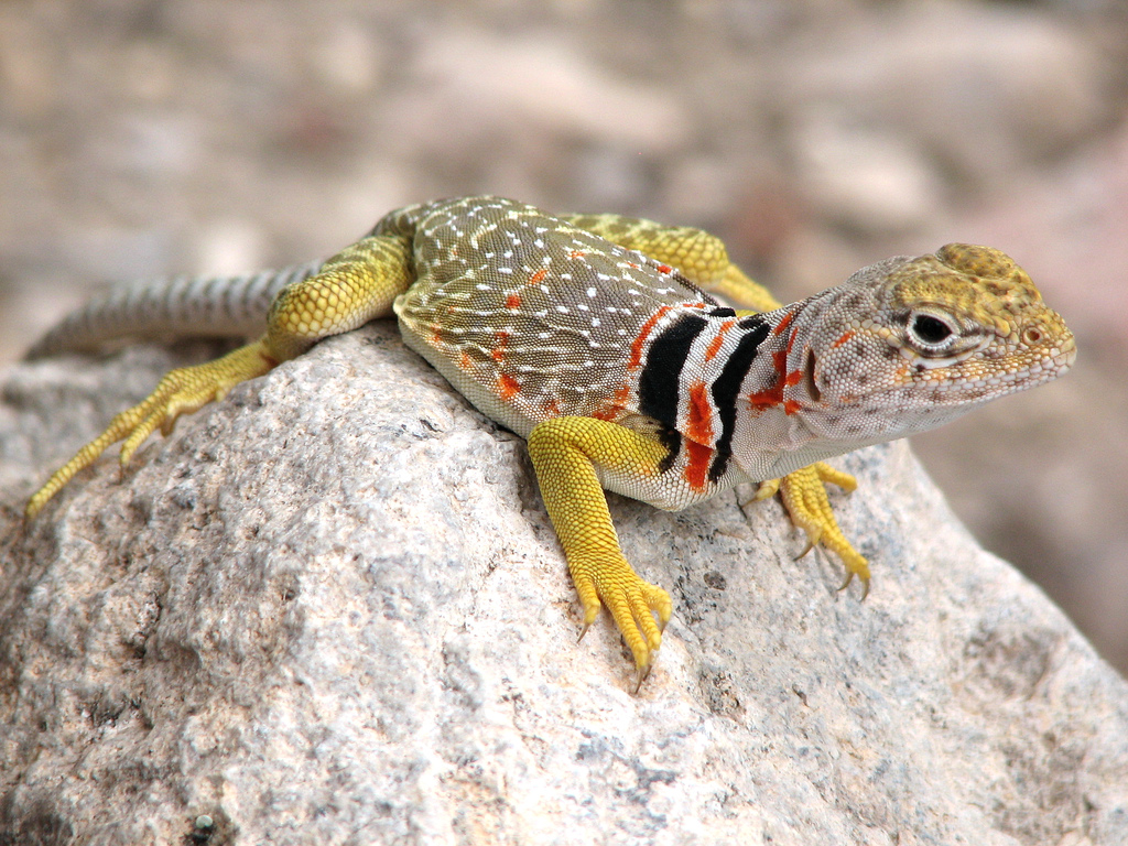 Alam Mengembang Jadi Guru Beauty of Colourfull Lizards