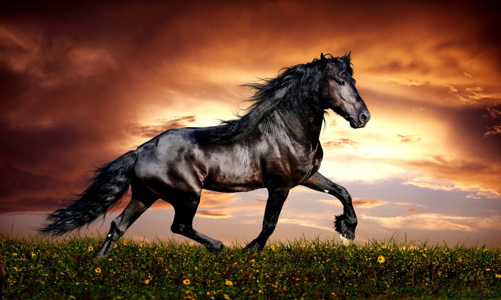 Arabian Horse Desktop Arabian Horse Desktop