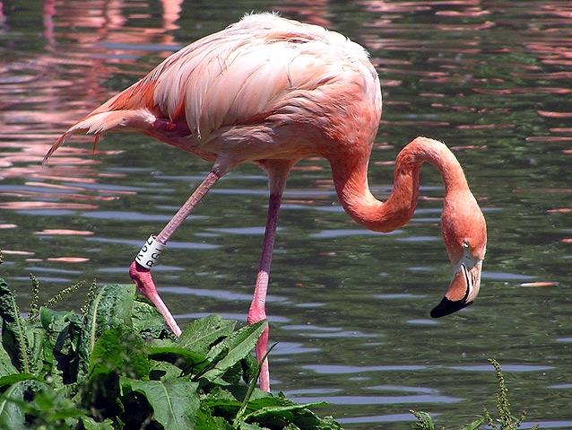 Flamingo Cyprus