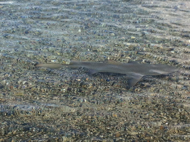 A Small Black Tip Reef Shark Swimming in the Shallows at Waterlemon Bay