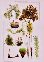 Antique Nature Printable Moss Lichen Forest Book Plate Poster via KnickofTimeInteriors.blogspot.com