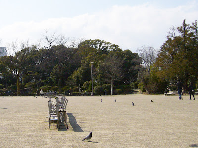 大阪城公園の鳩