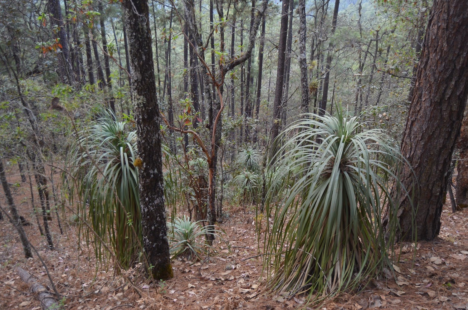 Noel's Garden Blog A walk in the (Mexican) woods.