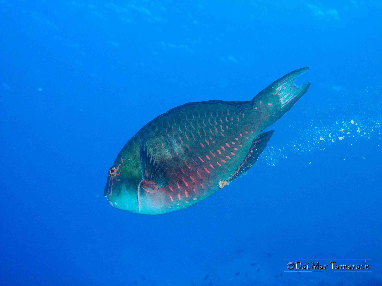 Capturing the Moment: Kayak and Scuba Dive at Molokini Crater